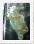 Just Hangin' Around - at Central Park Zoo New York * 2592 x 1944 * (1.81MB)